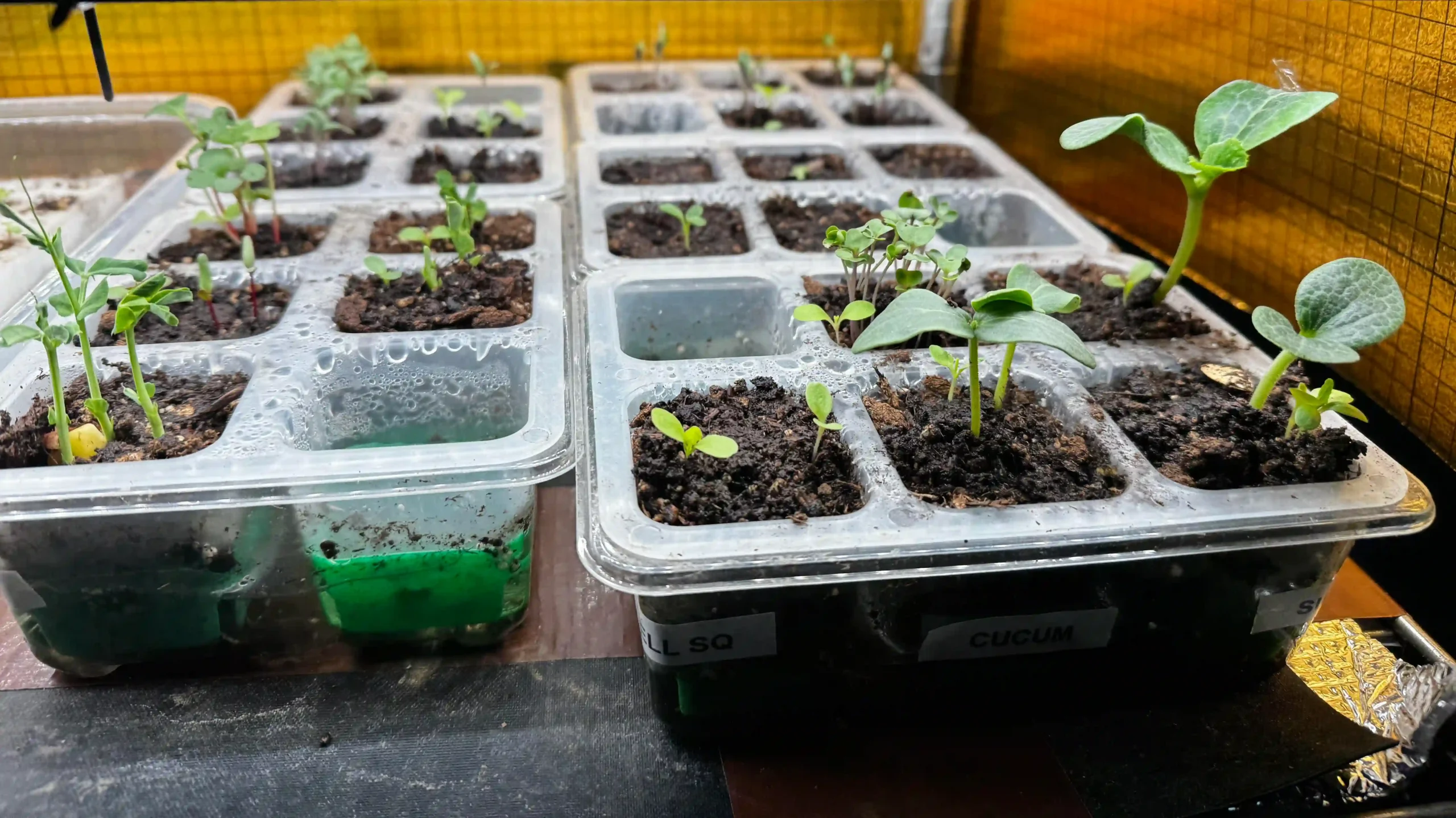 5 Vegetables to start in Spring